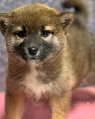Shiba Inu