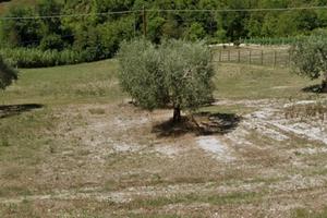 Terreno con casa