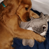 Cocker Spaniel Inglese