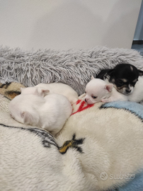 Cuccioli di chihuahua