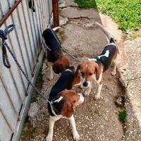Cani da caccia Beagle