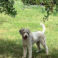 Lagotto Romagnolo per monta