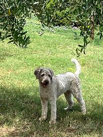 Lagotto Romagnolo per monta