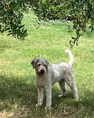 Lagotto Romagnolo per monta
