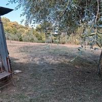 Terreno con ulivi