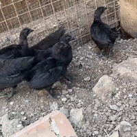 Cemani