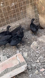 Cemani