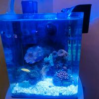 Acquario Reef Marino