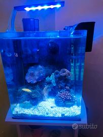 Acquario Reef Marino