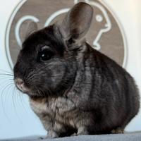 Cincillà Chinchilla Cuccioli Ebony