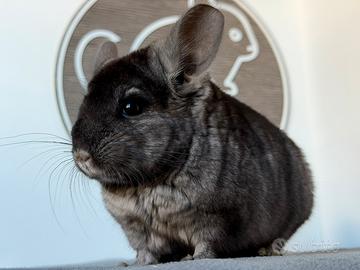 Cincillà Chinchilla Cuccioli Ebony