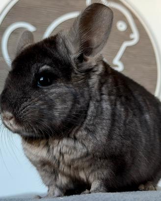 Cincillà Chinchilla Cuccioli Ebony