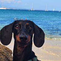 Bassotto Maschio con Pedigree