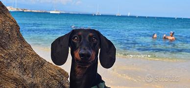 Bassotto Maschio con Pedigree