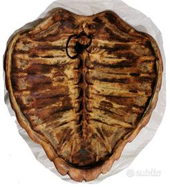 Guscio di Tartaruga