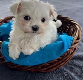 Maltese toy