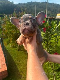Maschietto Bulldog Francese