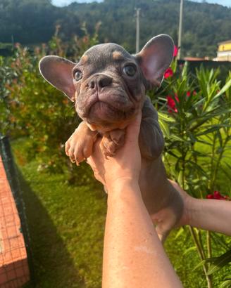Maschietto Bulldog Francese