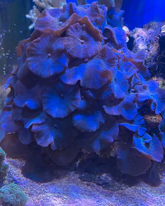Coralli