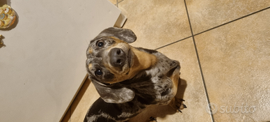 Bassotta arlecchino silver