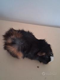 Cavie porcellini d'india