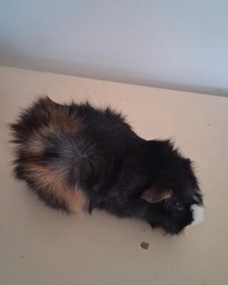 Cavie porcellini d'india