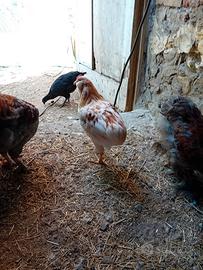 gallo auracana