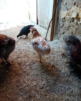 gallo auracana