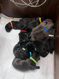 Cuccioli mastiff