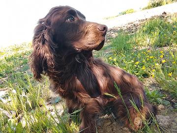 cocker spaniel walking 