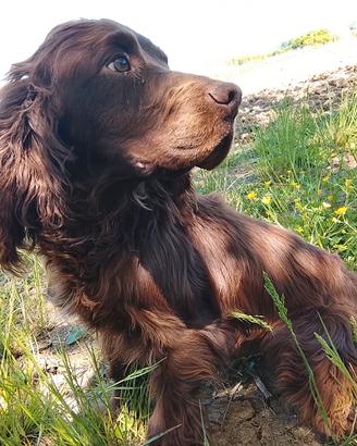 cocker spaniel walking 