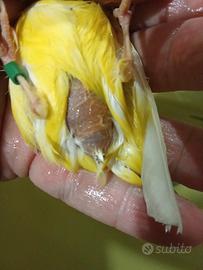 Canarini disponibili