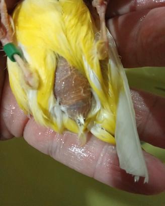 Canarini disponibili