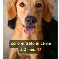 Biondo 2 anni taglia media