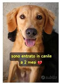 Biondo 2 anni taglia media