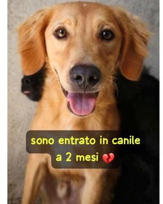 Biondo 2 anni taglia media