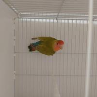 Inseparabile maschio