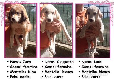Cuccioli Cane da Pastore dell'Asia Centrale