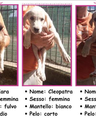Cuccioli Cane da Pastore dell'Asia Centrale