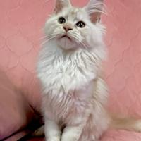 Cucciola maine coon