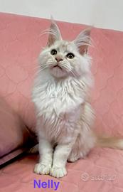Cucciola maine coon