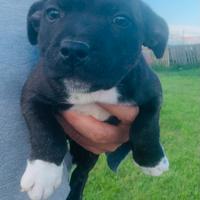 Cuccioli staffordshire bull terrier