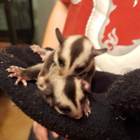 Cuccioli petauri dello zucchero