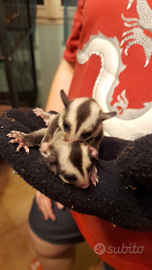 Cuccioli petauri dello zucchero