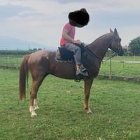 Cavallo argentino