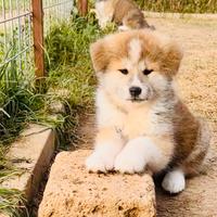Cuccioli Akita Inu
