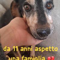 ERCOLINO 11 ANNI 14 kg circa