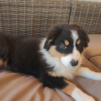 Cuccioli di Australian Shepherd