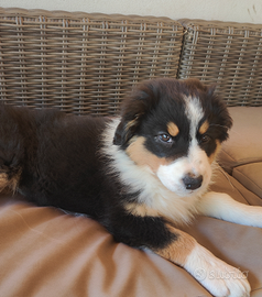 Cuccioli di Australian Shepherd
