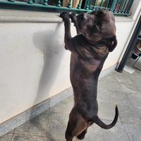 American Pitbull terrier per accoppiamento